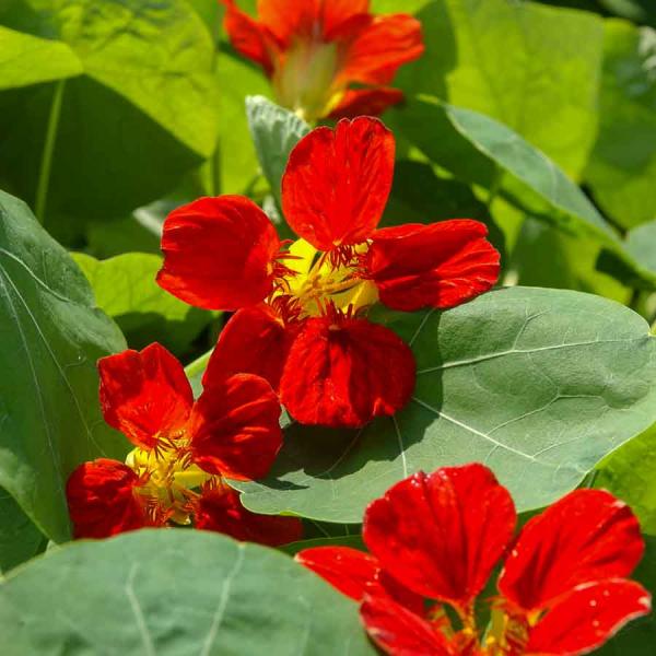 Fleurs - Capucine Valina Écarlate - face recto